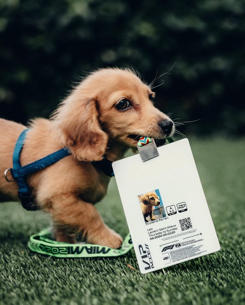 Leo incluso cuenta con pases VIP para las carreras de Charles