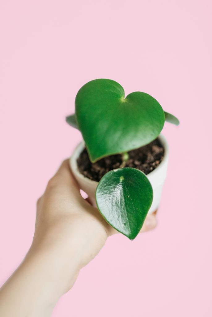 Peperomia polybotrya (corazón de María)