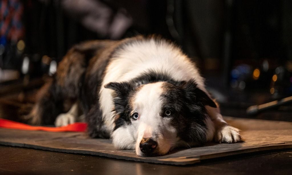 Messi, el perro de Anatomía de una Caída