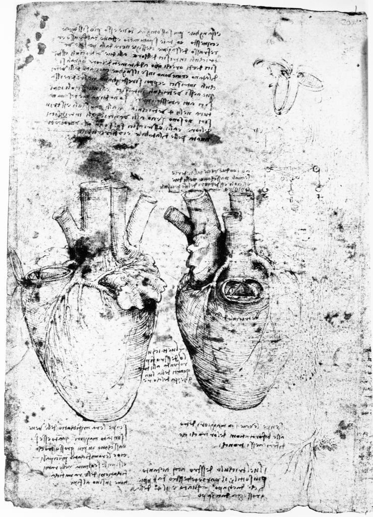 Leonardo da Vinci fue el primero en dibujar con precisión la compleja red de fibras del interior del corazón