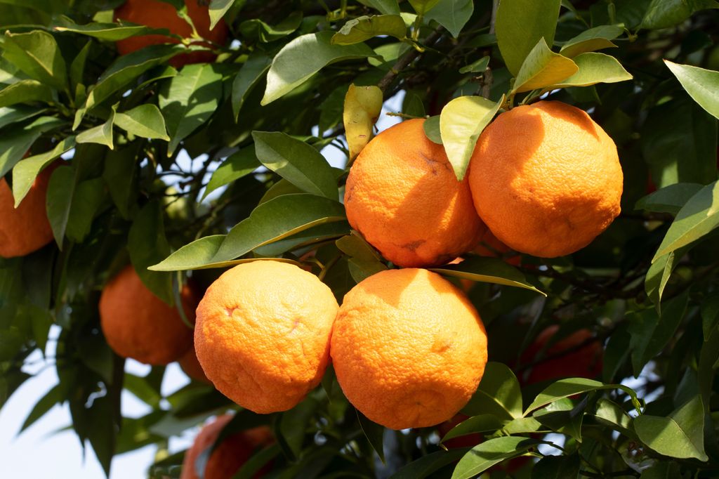 Muy rica en aromas y aceites esenciales, la naranja amarga de Sevilla es perfecta para hacer mermelada.