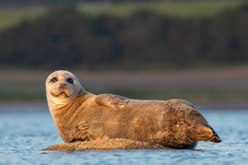 Foca en la isla de Bute, Escocia