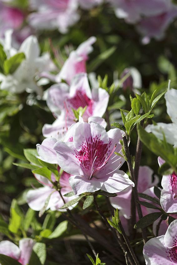 Cómo cultivar el rododendro en el jardín