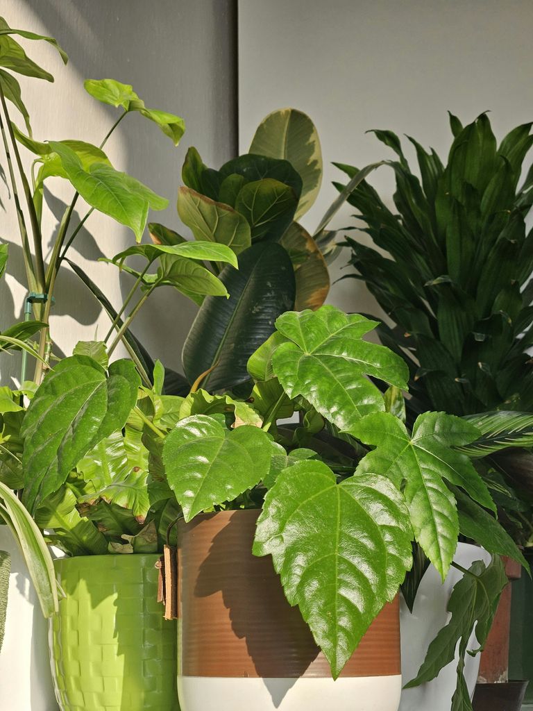 Plantas de interior