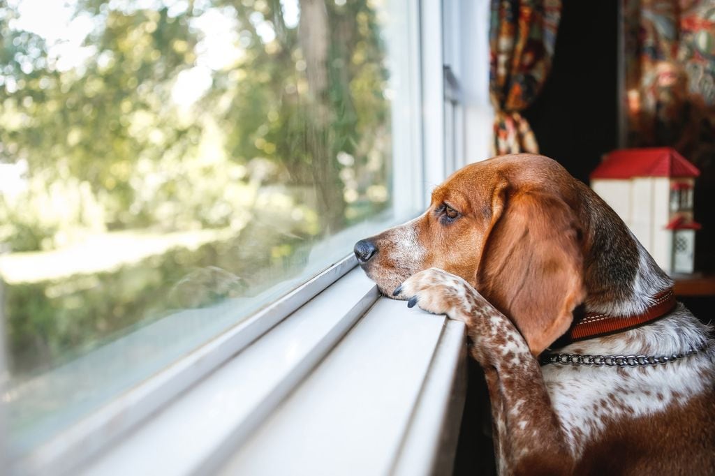 Perro esperando a su dueño