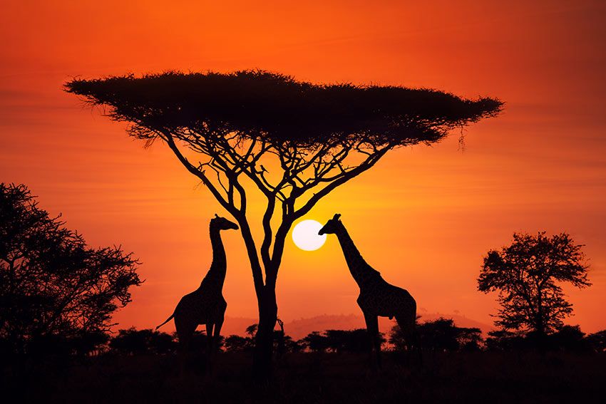 Jirafas en el Parque Nacional Serengeti, Tanzania