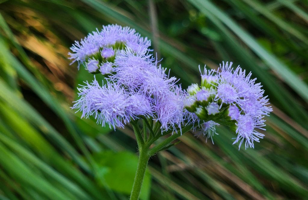 Agératos, unas plantas de una prolongada floración, de primavera a otoño