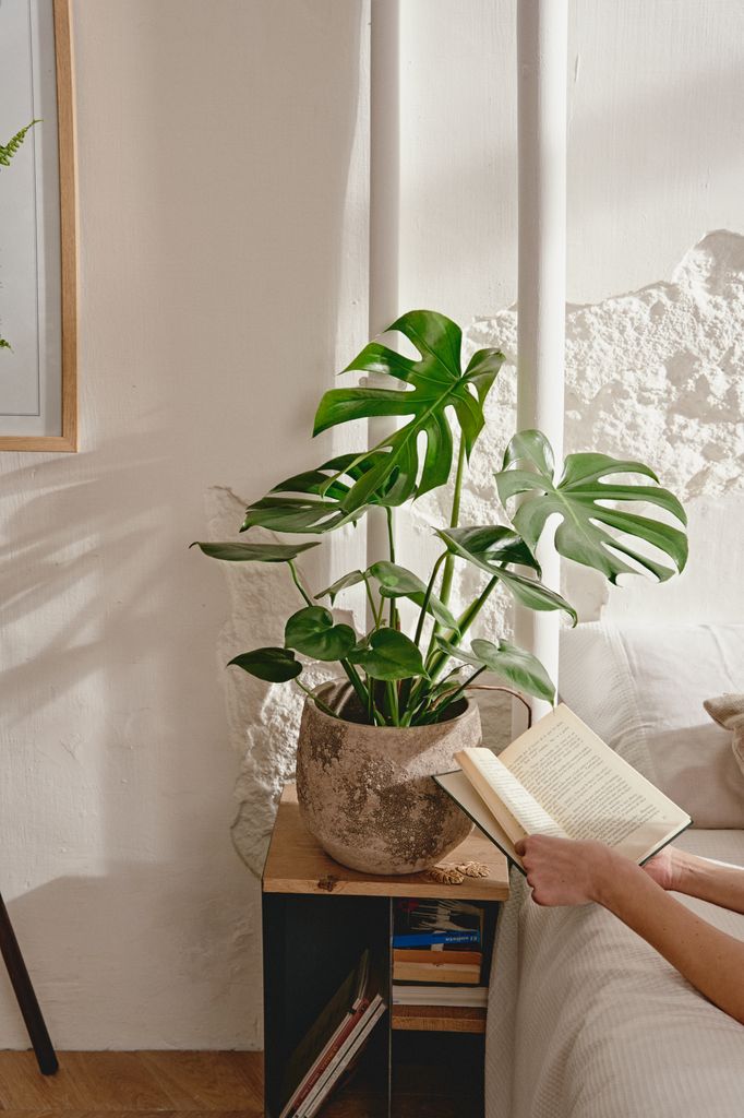 Monstera situada sobre una mesita auxiliar con estética de pedestal