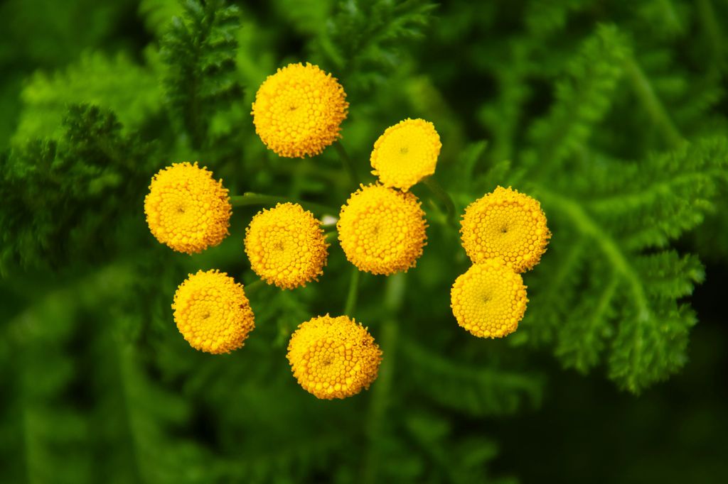 El tanaceto (‘Tanacetum vulgare’) florece durante los meses de verano y principios de otoño, abarcando principalmente desde julio hasta septiembre u octubre