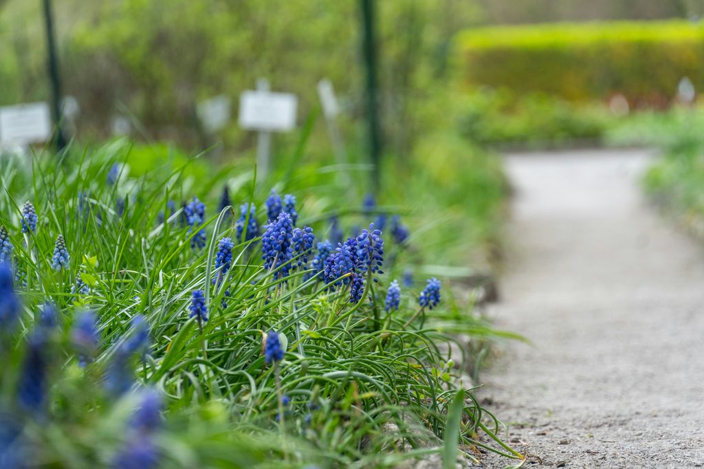 Muscari