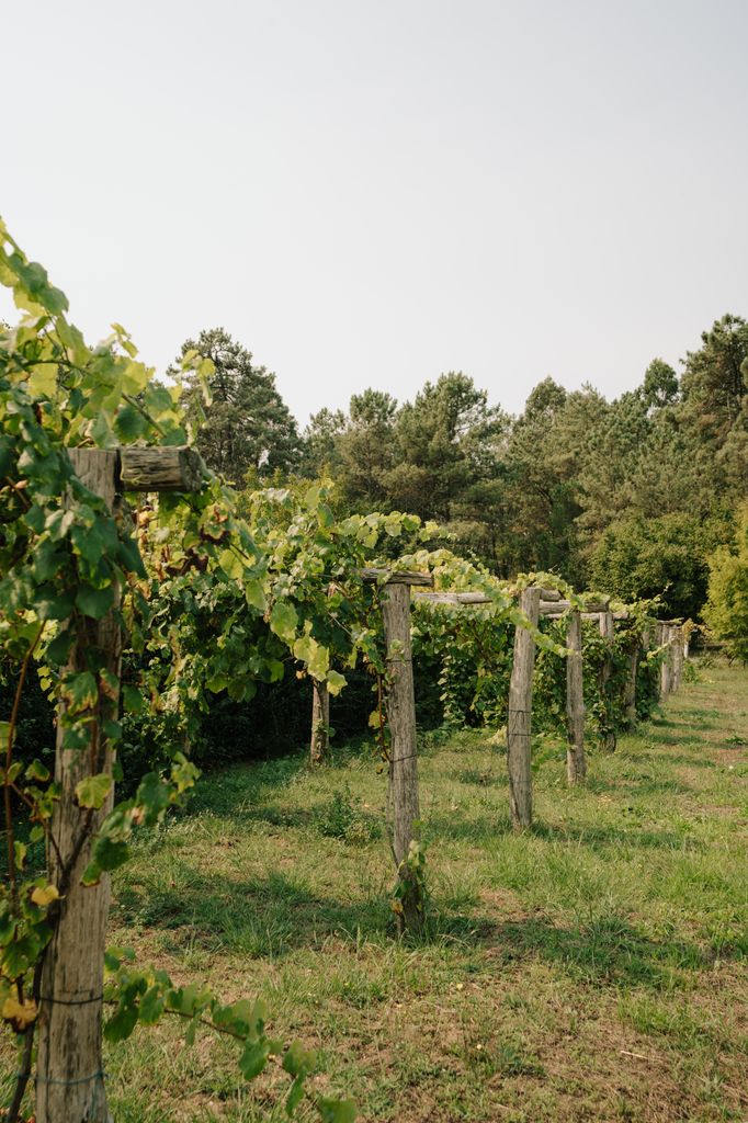La Albariño, una de las uvas más emblemáticas de las Rías Baixas, se caracteriza por sus pequeños racimos y su piel gruesa, perfecta para convivir con la humedad atlántica