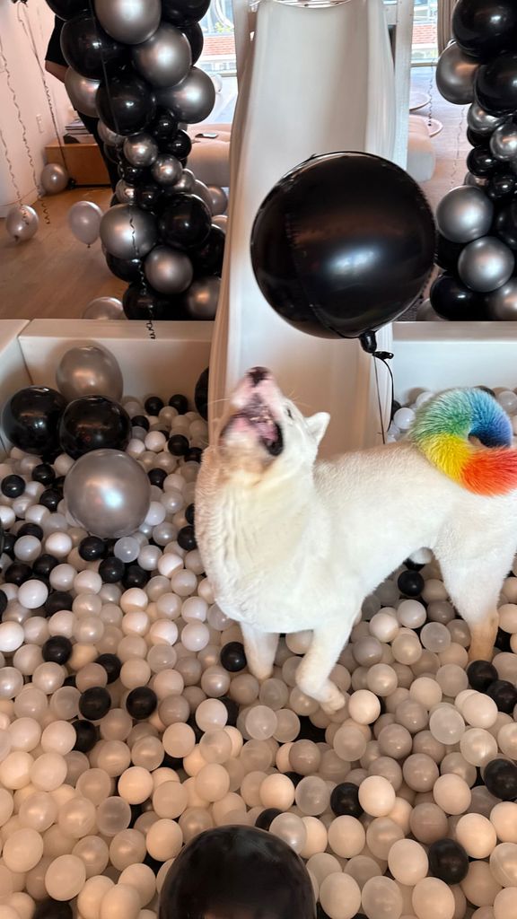 Akira, la mascota de J Balvin, también se unió al festejo 