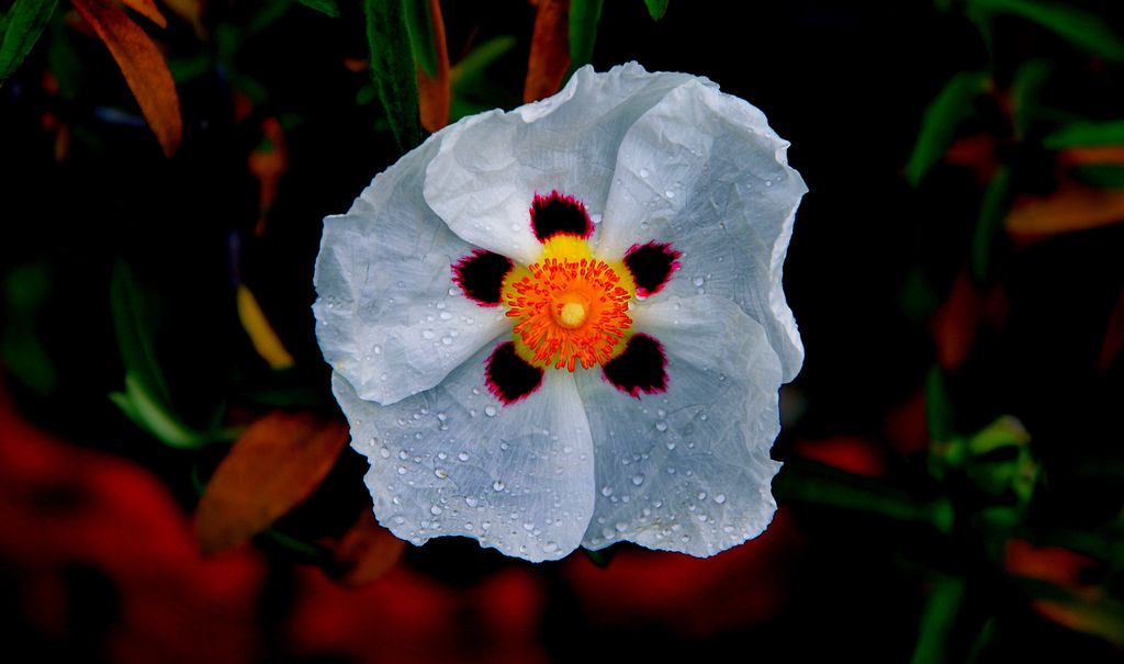 Flor de la jara común (‘Cistus ladanifer’)