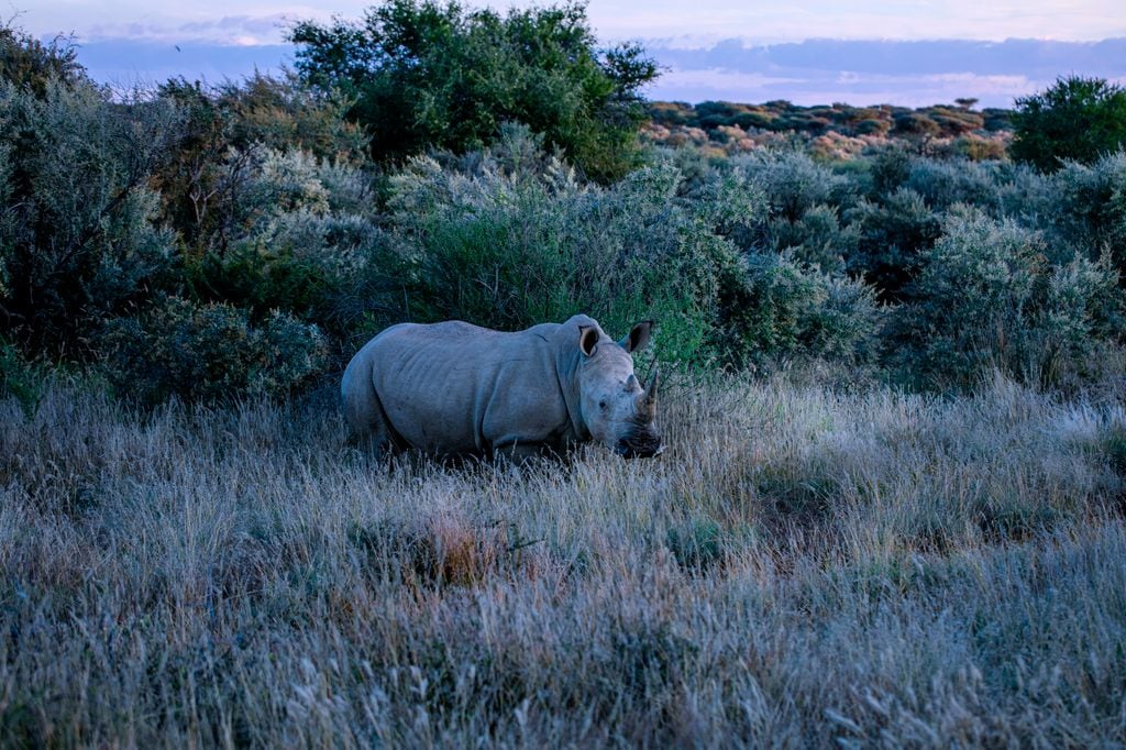 El "Kalahara" como inspiración para piezas en la colección.