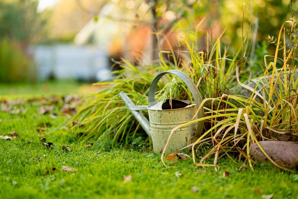 Césped con plantas y regadera