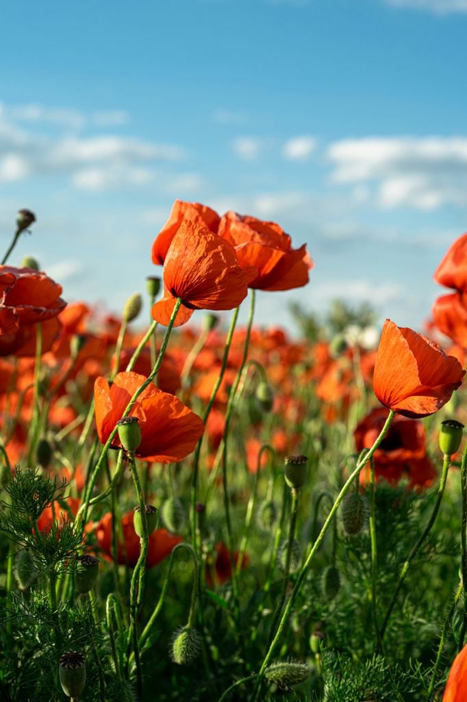 Amapola o Papaver