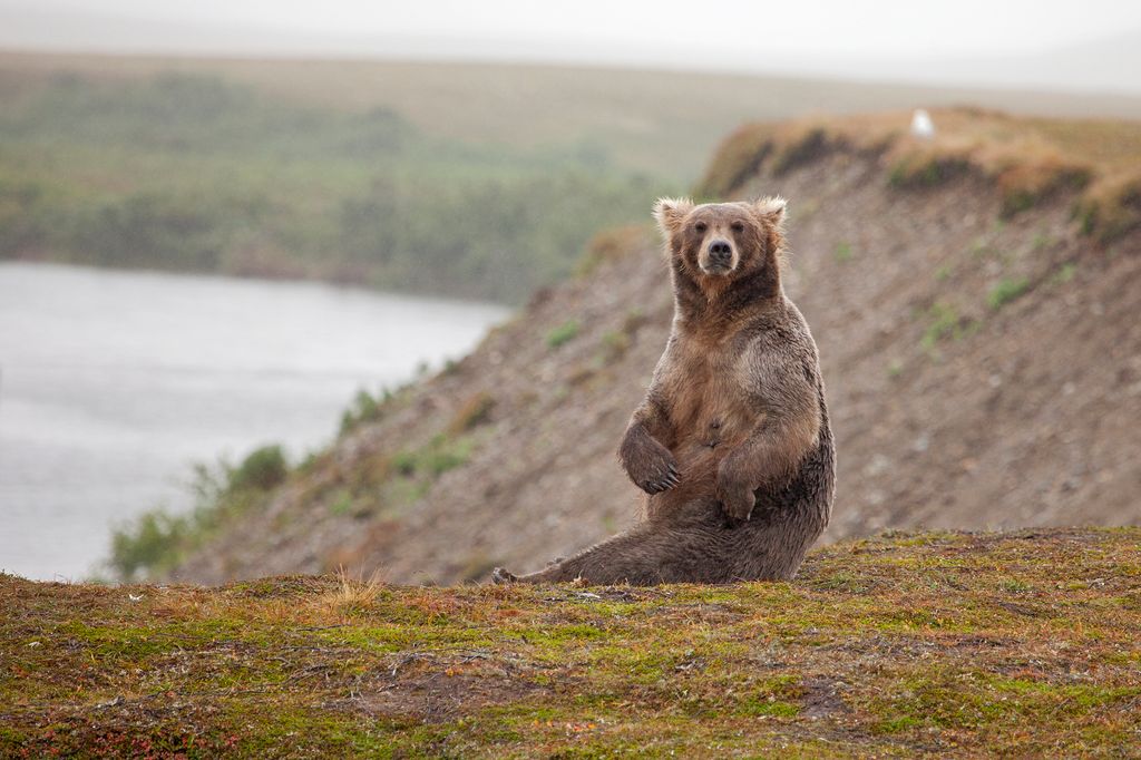 Sentado frente al paisaje, este oso muestra un comportamiento que sigue desconcertando a los científicos