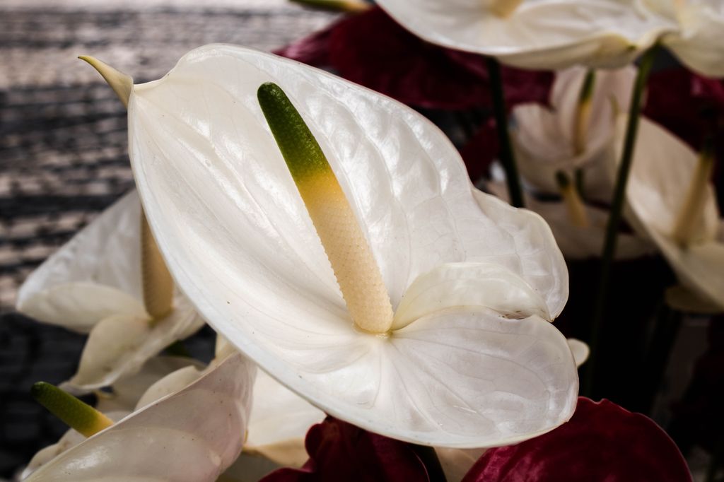 Variante de anturio con ‘flor’ blanca, un bello ejemplar sin problemas de plagas ni enfermedades