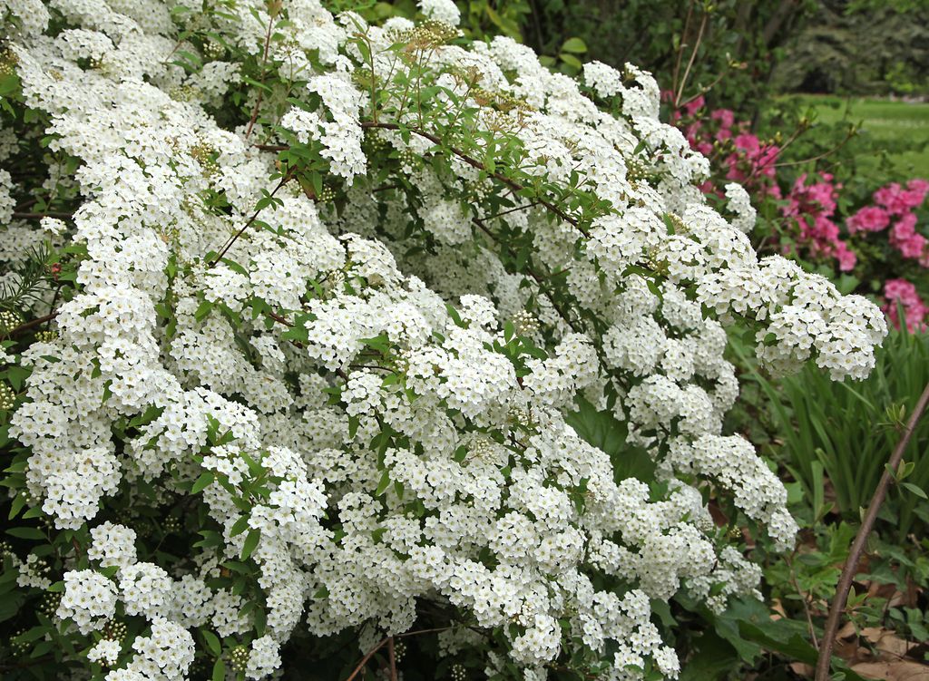 arbusto con flor Espírea