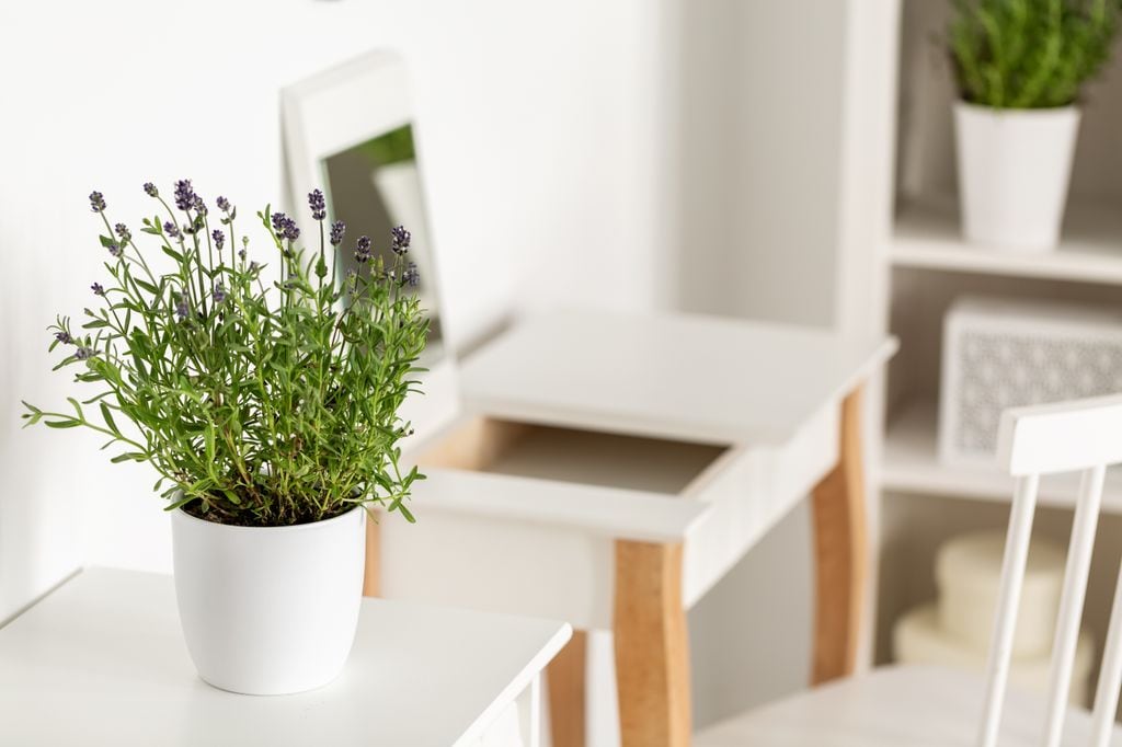 Lavanda en maceta.