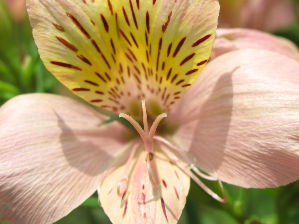 El lirio de los Incas no es un lirio auténtico. Pertenece a la familia Alstroemeriaceae
