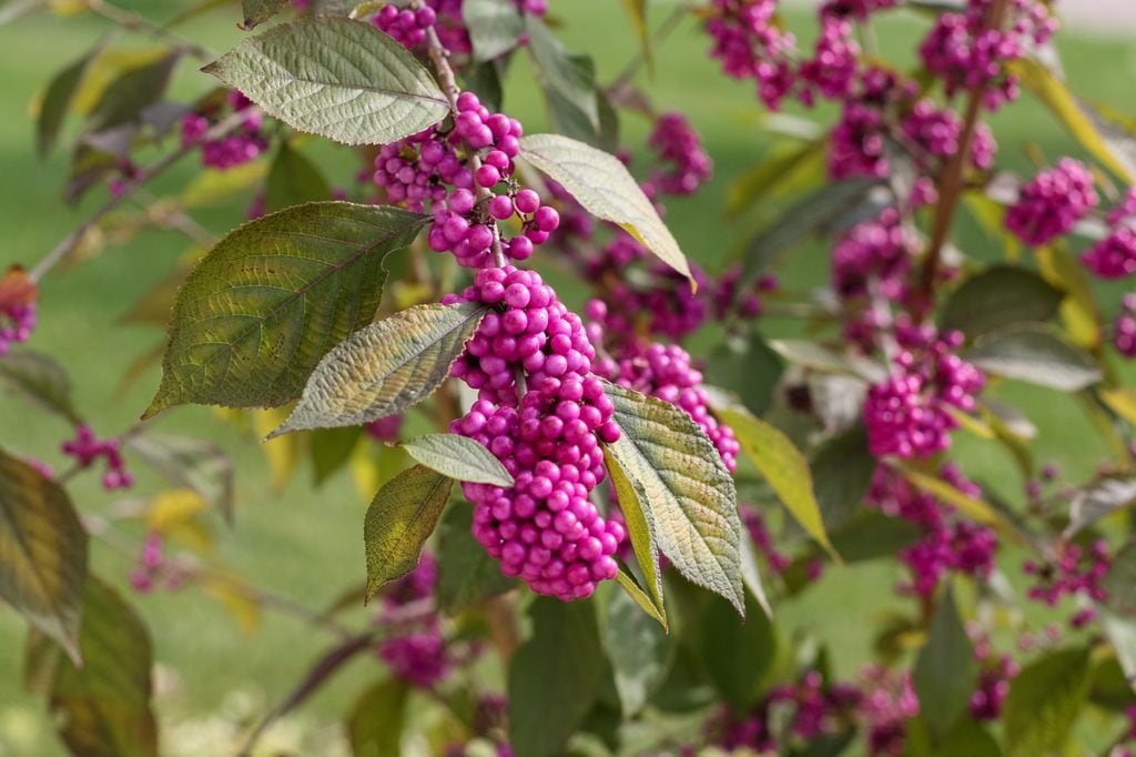 Callicarpa con frutos morados.