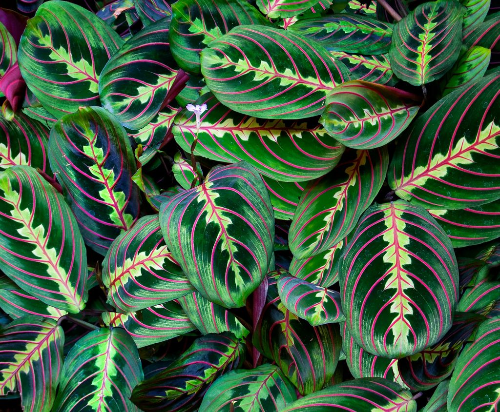 Maranta