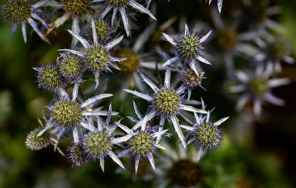 Flor del cardo azul (‘Eryngium alpinum’)