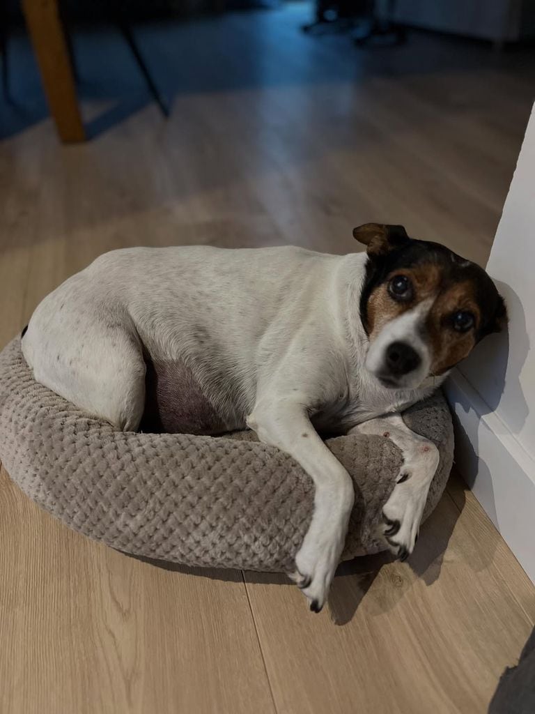 Las hijas de Rocío Dúrcal se despiden de su mascota