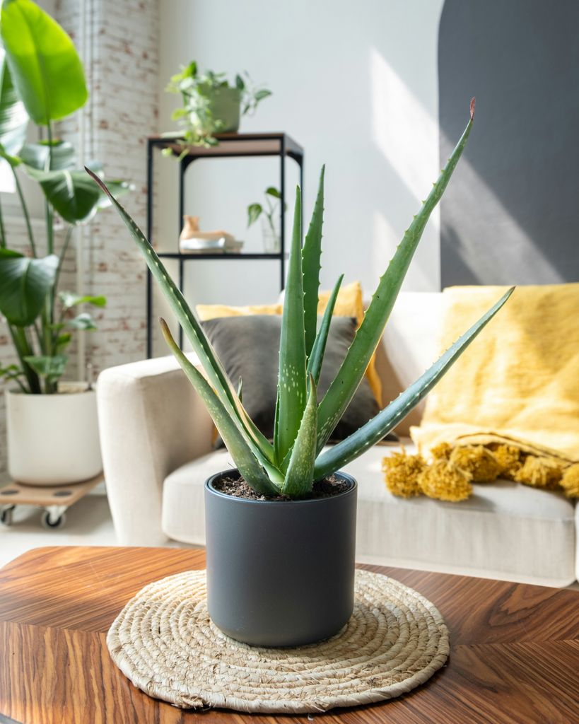 Aloe vera