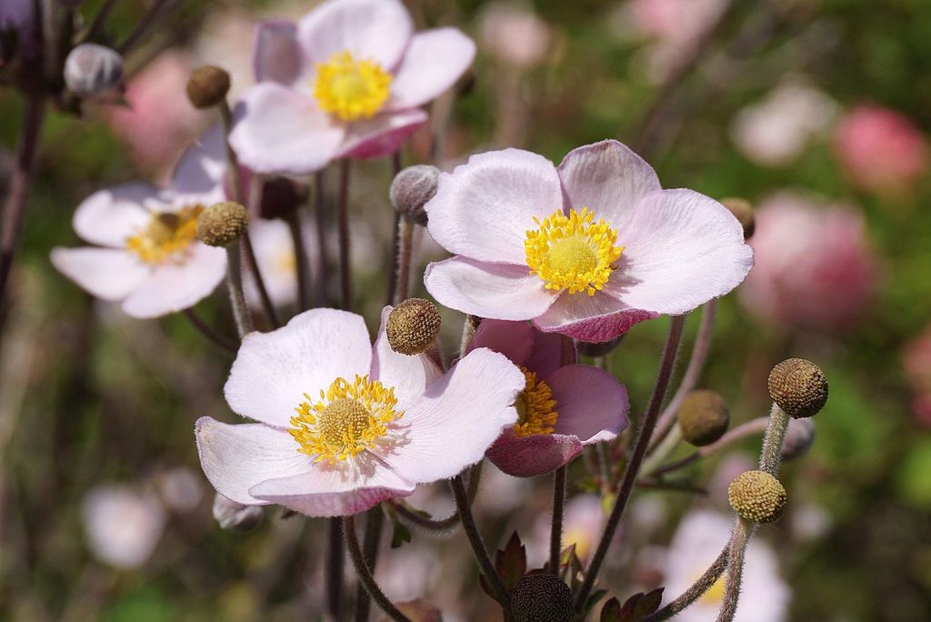 Anemonas