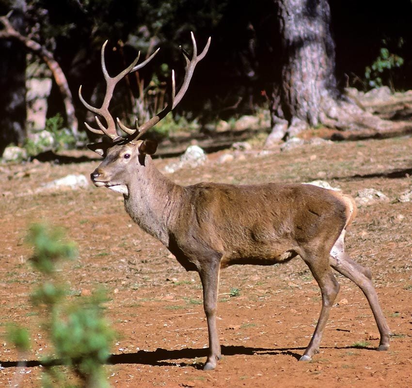 Ciervo en el Parque Natural de Cazorla, Segura y Las Villas