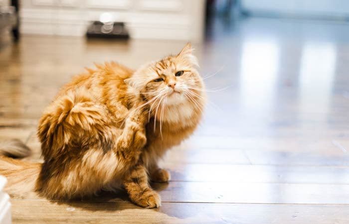 Gato rascándose