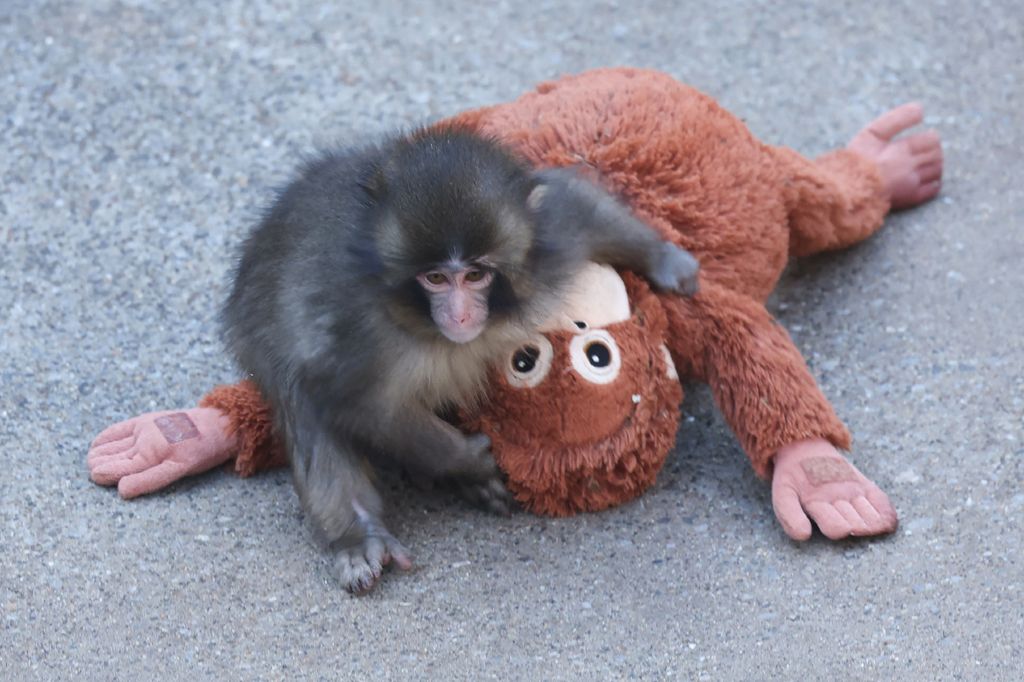 Las imágenes de Punch con su peluche han dado la vuelta al mundo