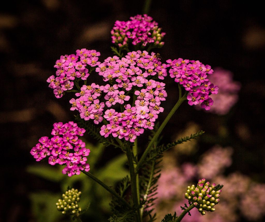 La aquilea o milenrama (‘Achillea millefolium’), una planta de floración estival 