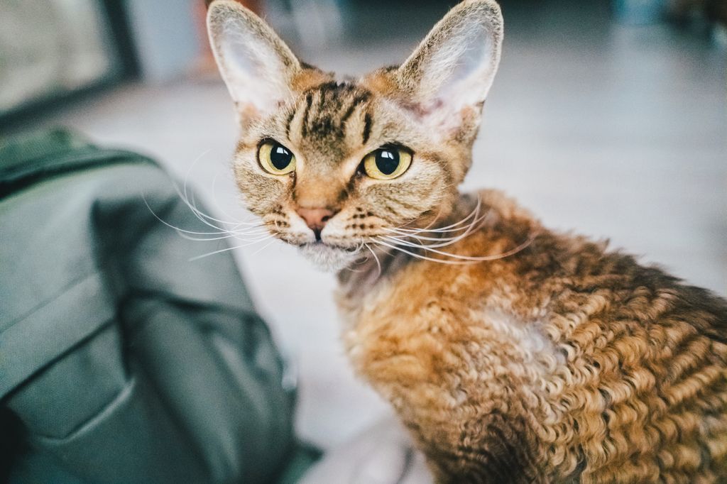 El Devon Rex destaca por su pelaje rizado y su carácter juguetón y sociable