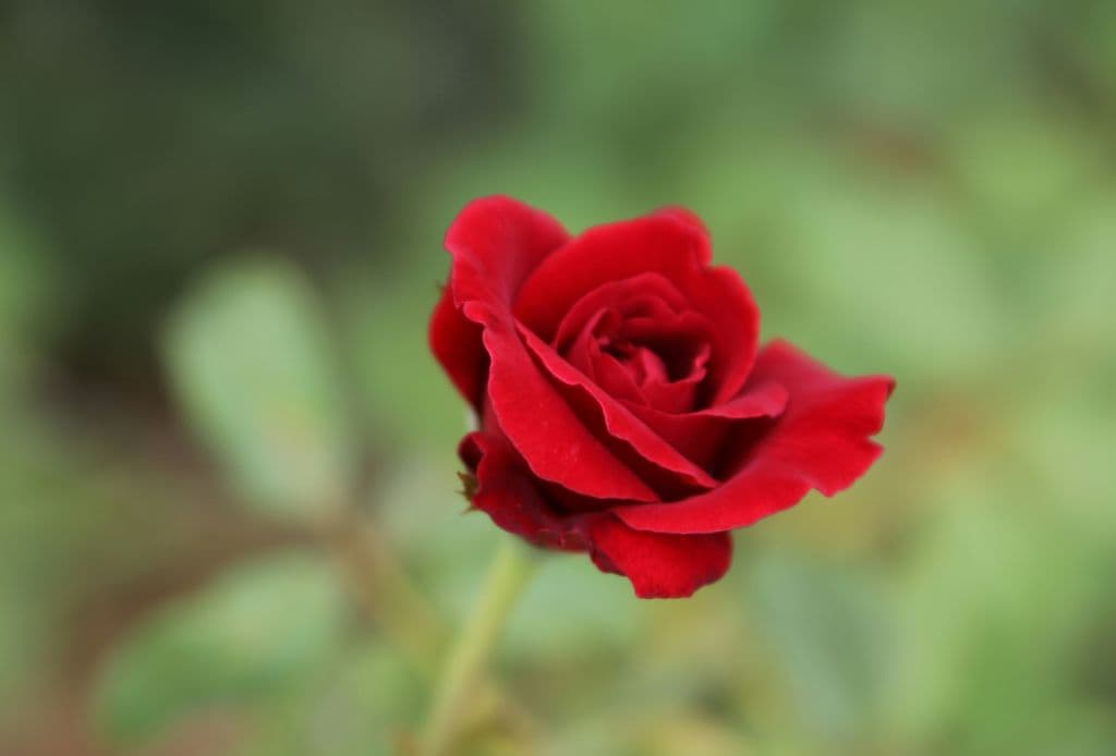 Rosa roja
