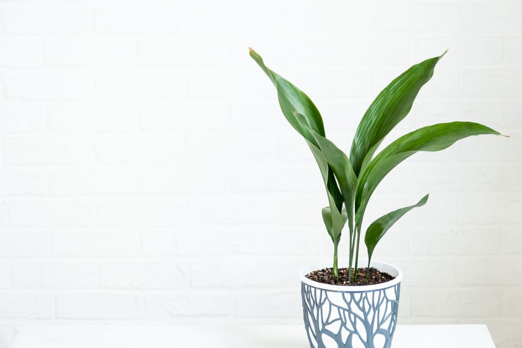 Aspidistra en maceta