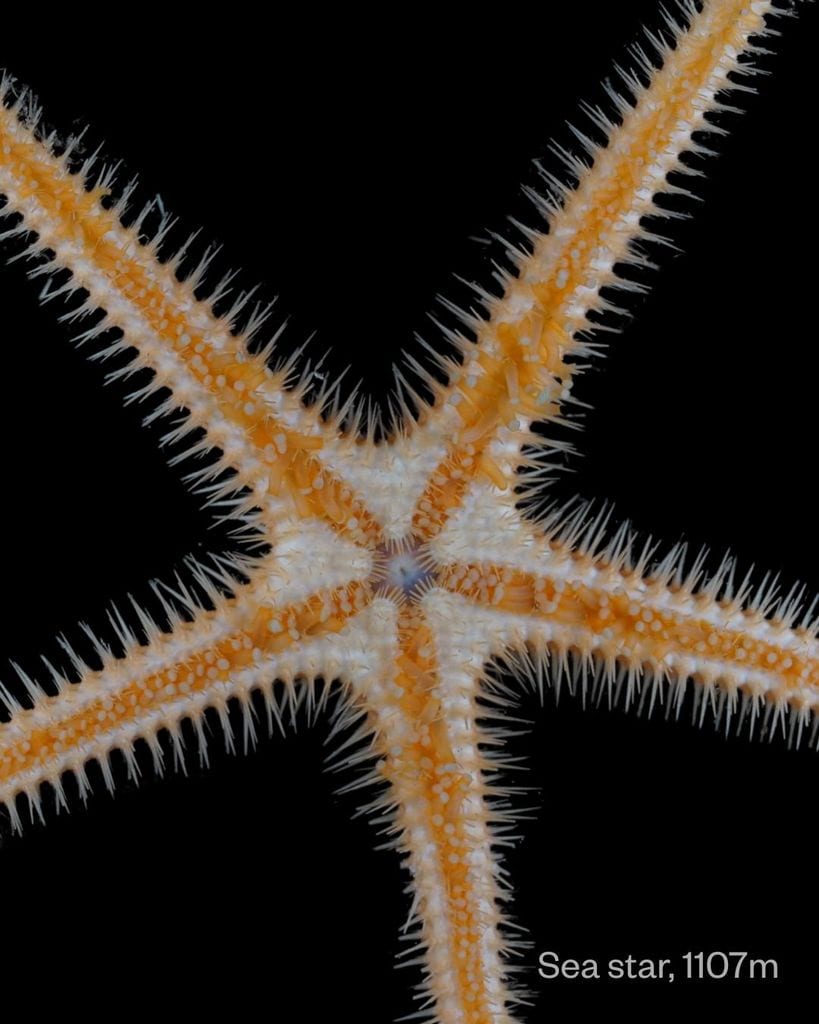 Una de las tres nuevas especies de estrellas de mar descubiertas en el fondo del Océano Austral.