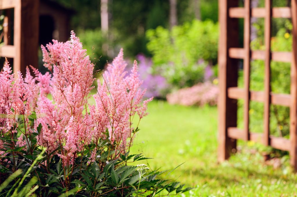 Astilbe de color rosa.