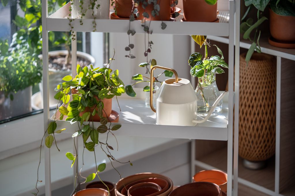 Estantería de plantas con la cadena de monedas y una regadera