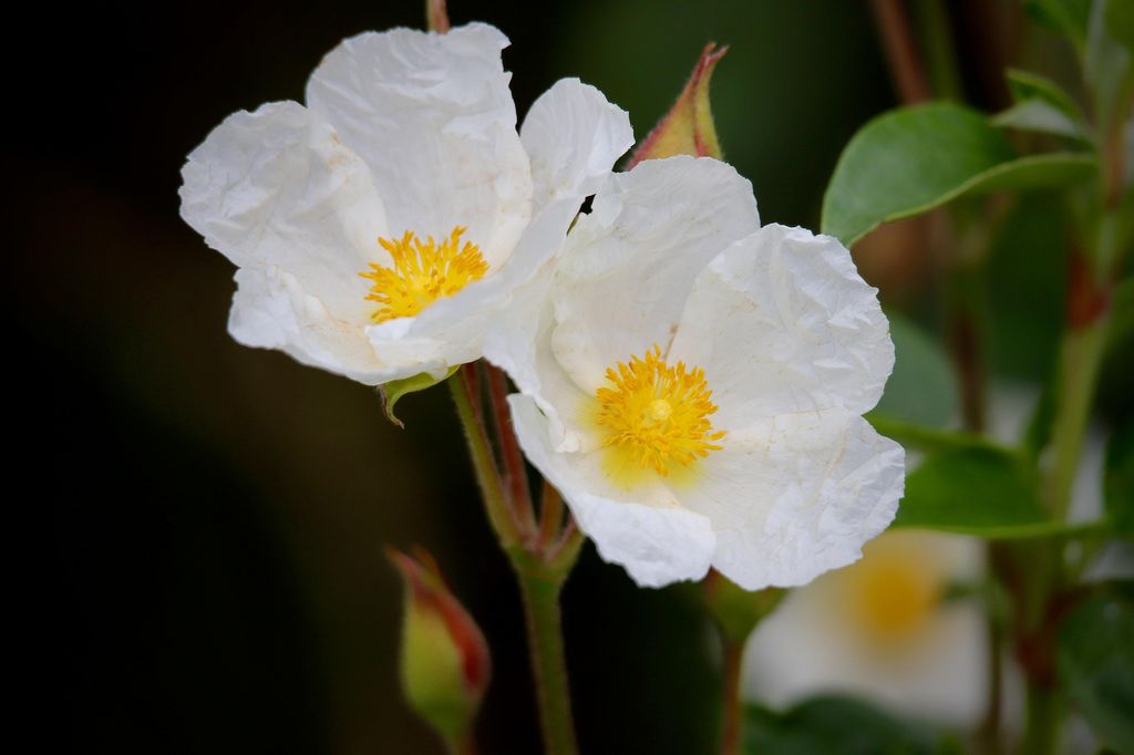 Flor de la jara