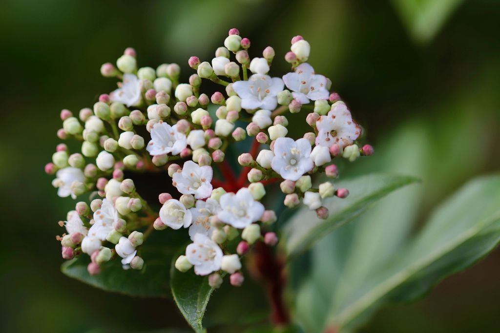 Detalle de la flor del durillo