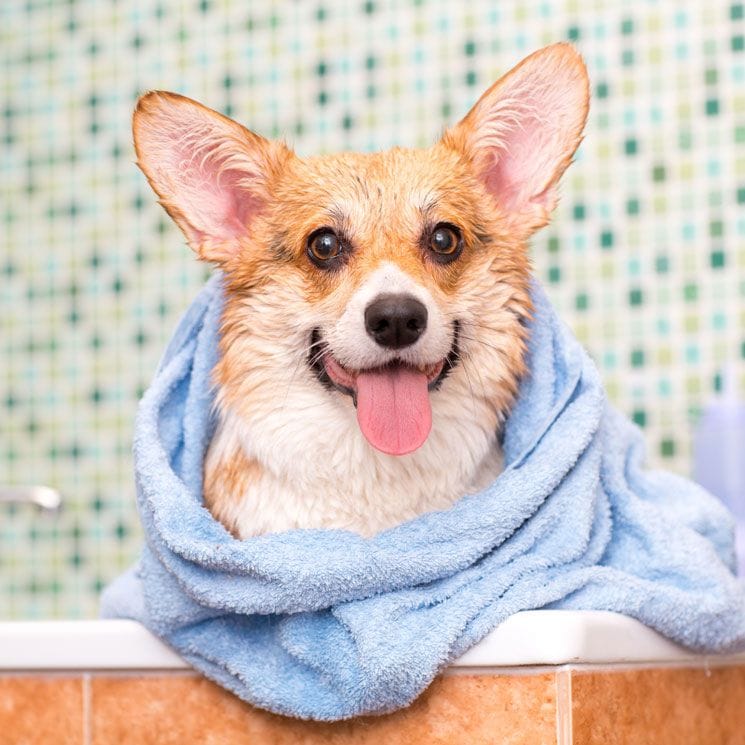 perro-ducha