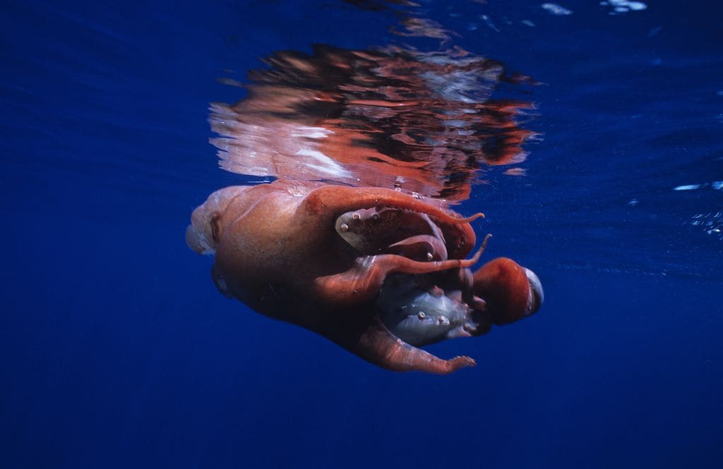 El pulpo de siete brazos puede alcanzar hasta cuatro metros y habita a más de 500 metros de profundidad, lo que hace cada hallazgo un auténtico enigma científico