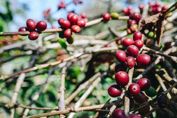Así luce una rama de la planta del café, de donde surge la bebida que celebramos el 29 de septiembre.