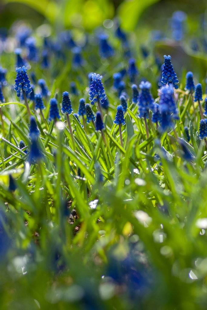Muscari