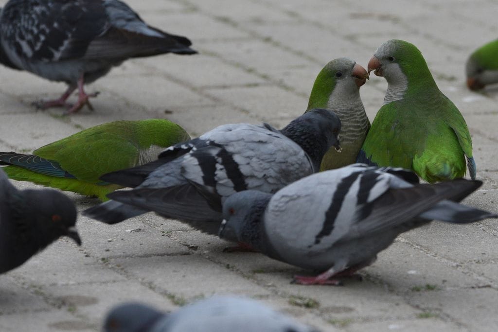 Cotorras argentinas junto a un grupo de palomas 