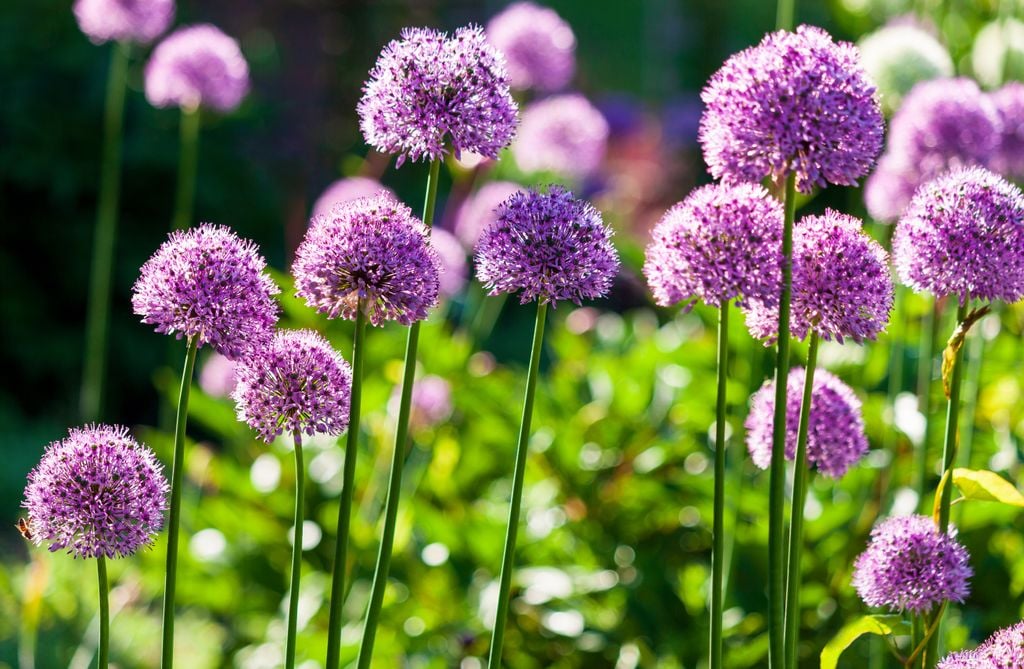 Allium ornamental.