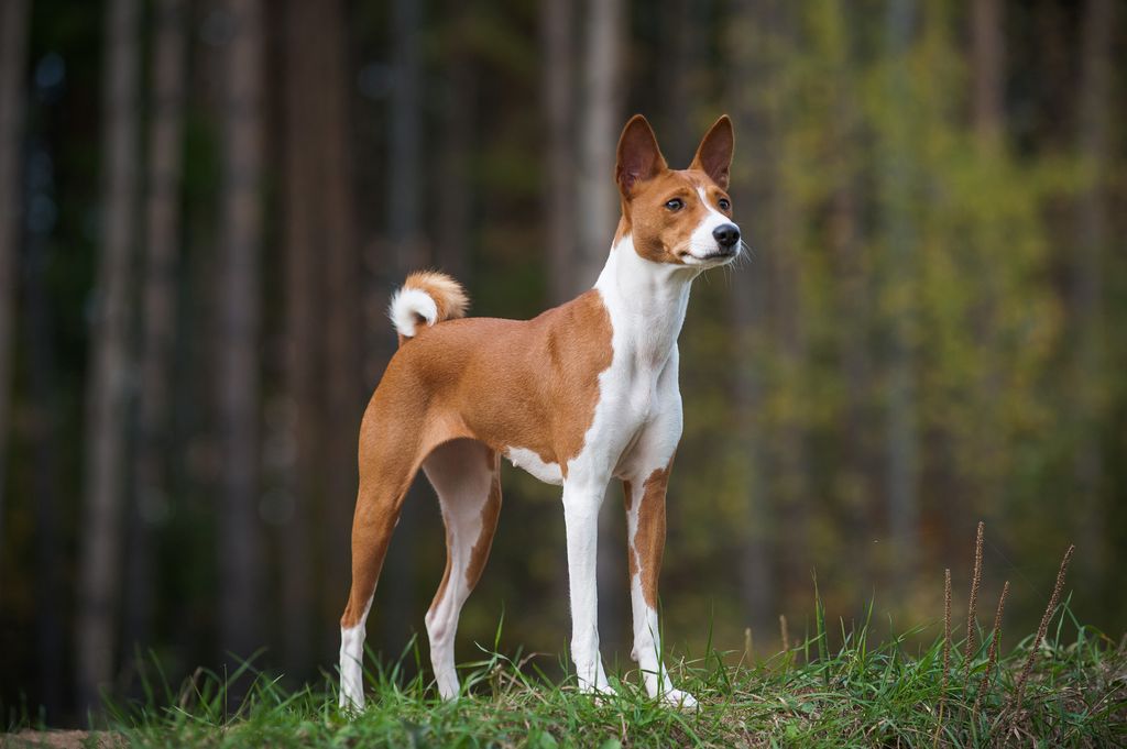 El basenji es una raza sana y poco propensa a enfermedades, además de no ladrar